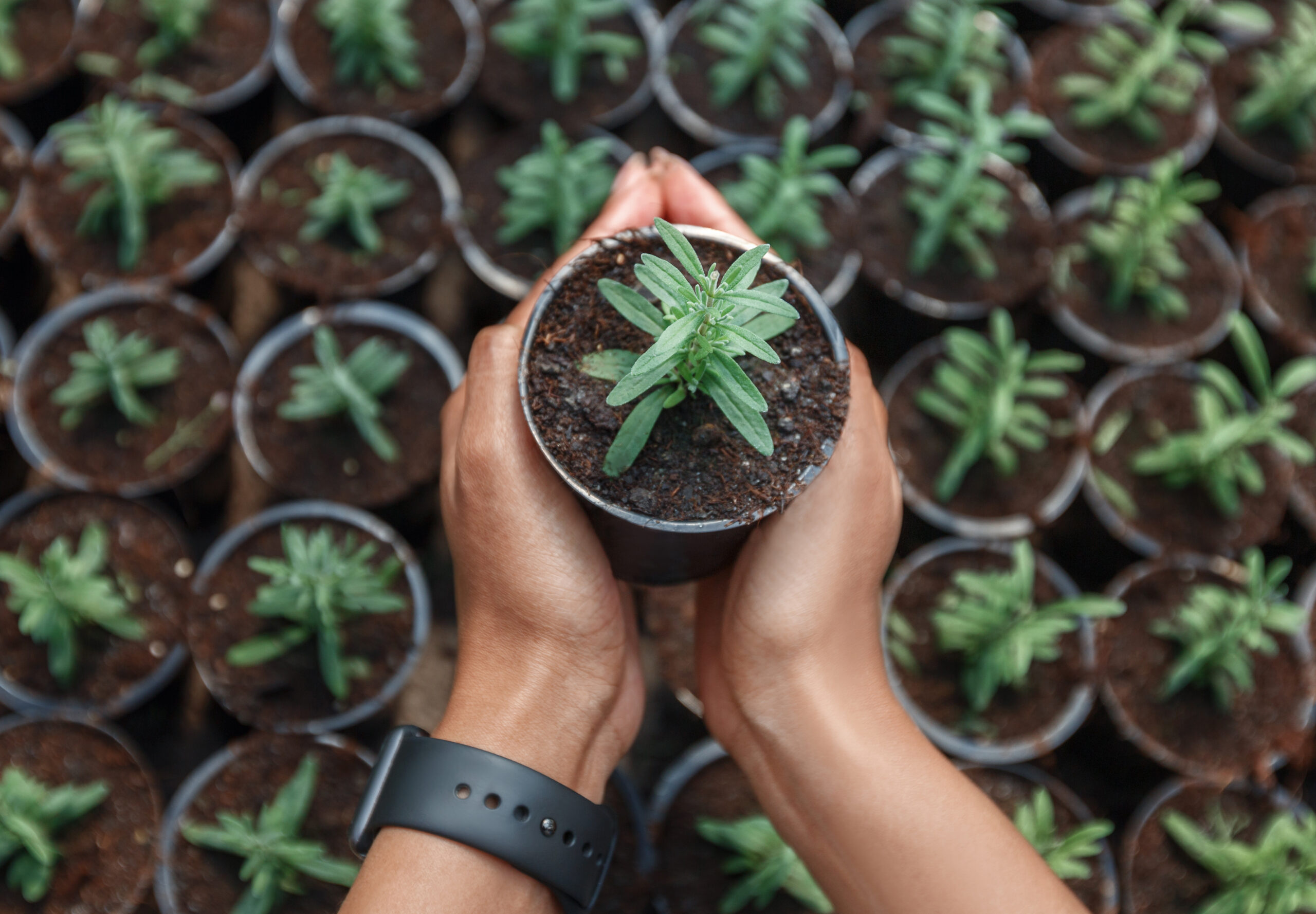 Horticulture ornementales, plantes en pots et pépinière