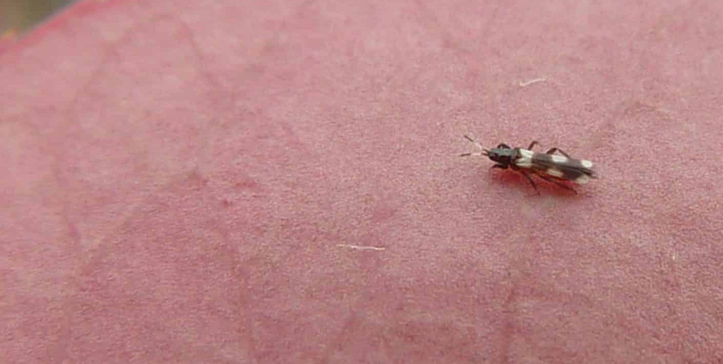 Thrips
