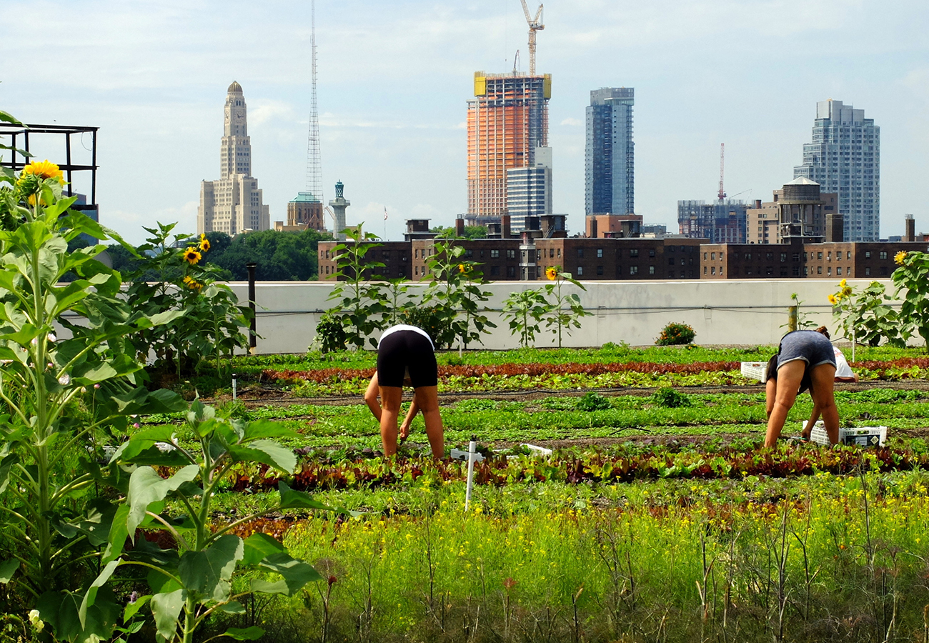 Deux personnes ramassent des légumes dans un paysage de ferme urbaine