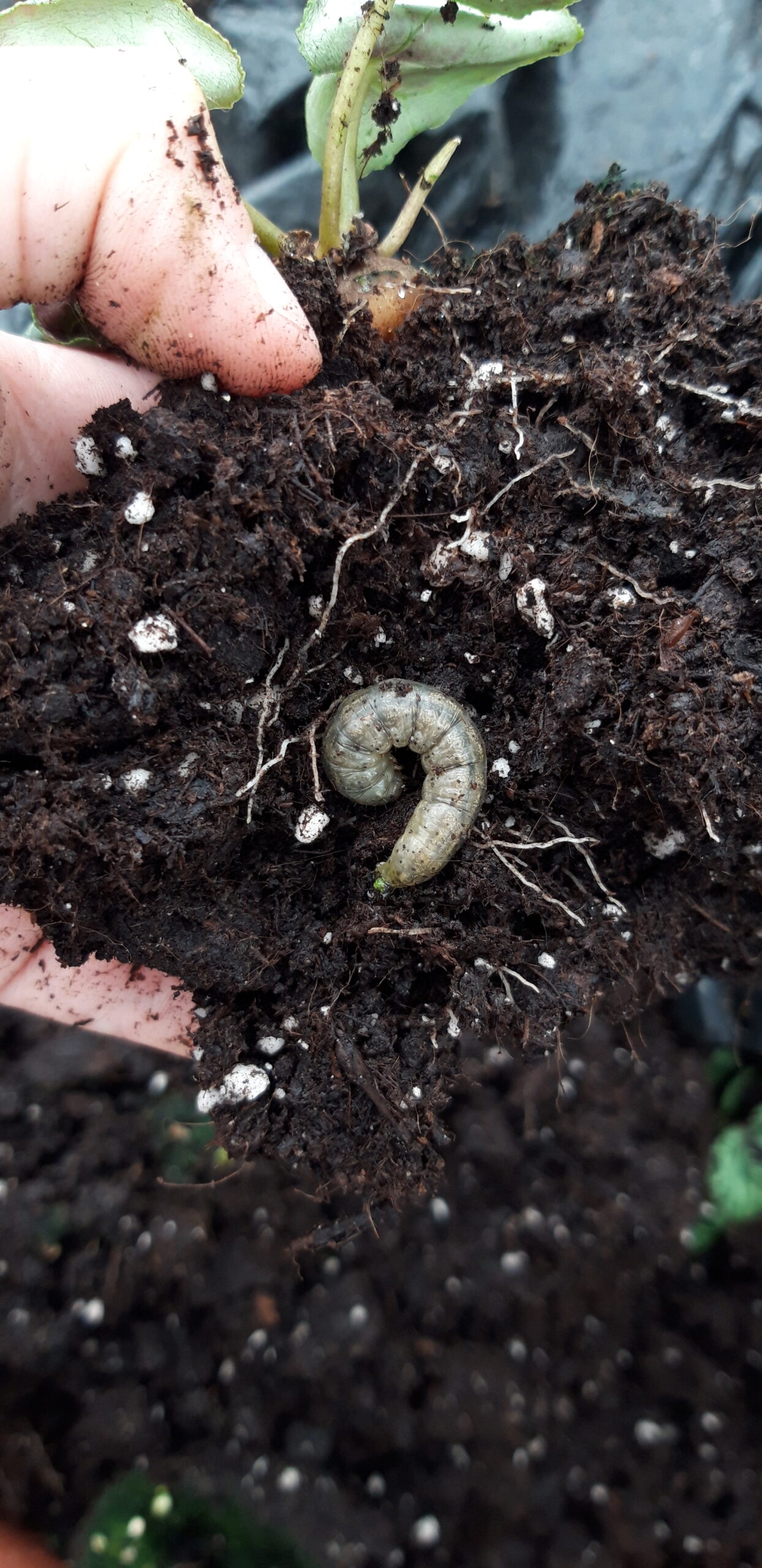 Chenille phytophage terricole Agrotis retrouvée au niveau des racines d'un cyclamen