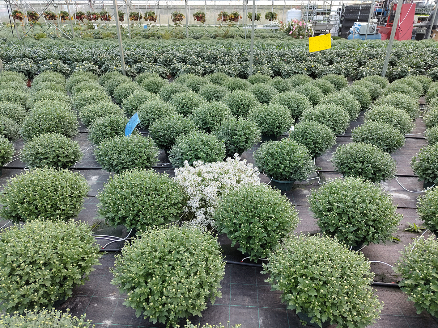 Biodiversité fonctionnelle