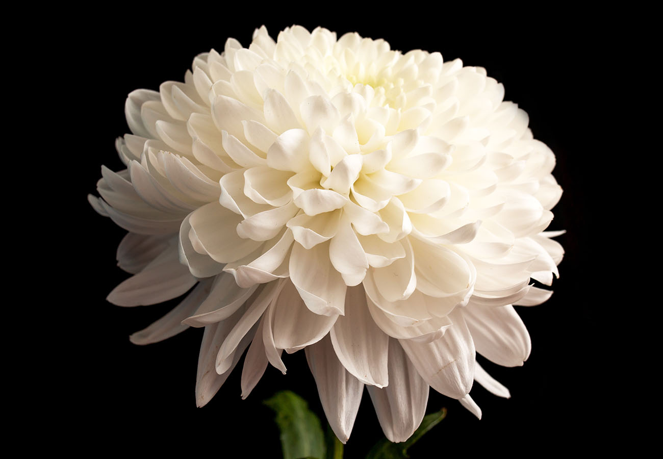 Chrysanthème blanc