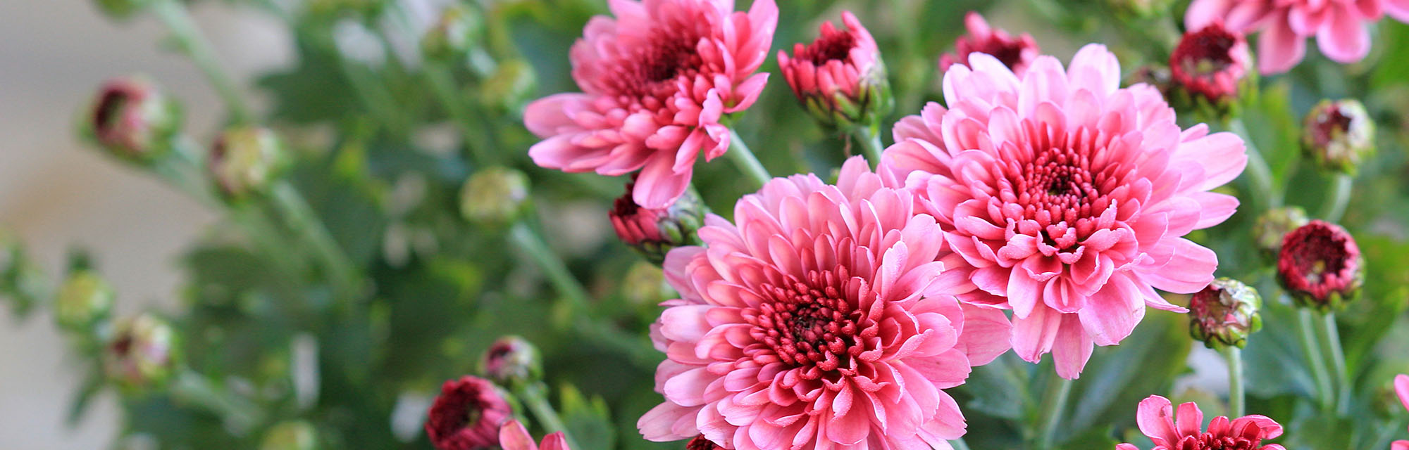 Chrysanthèmes roses