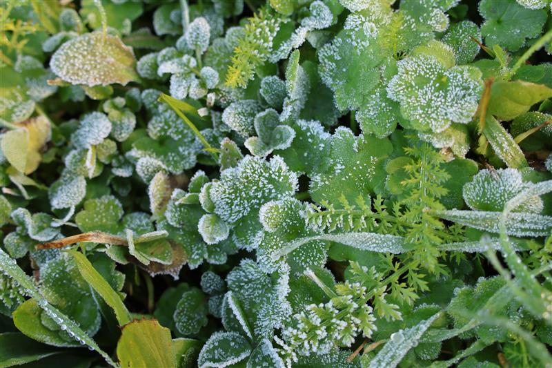 Le gel : impacts et protections