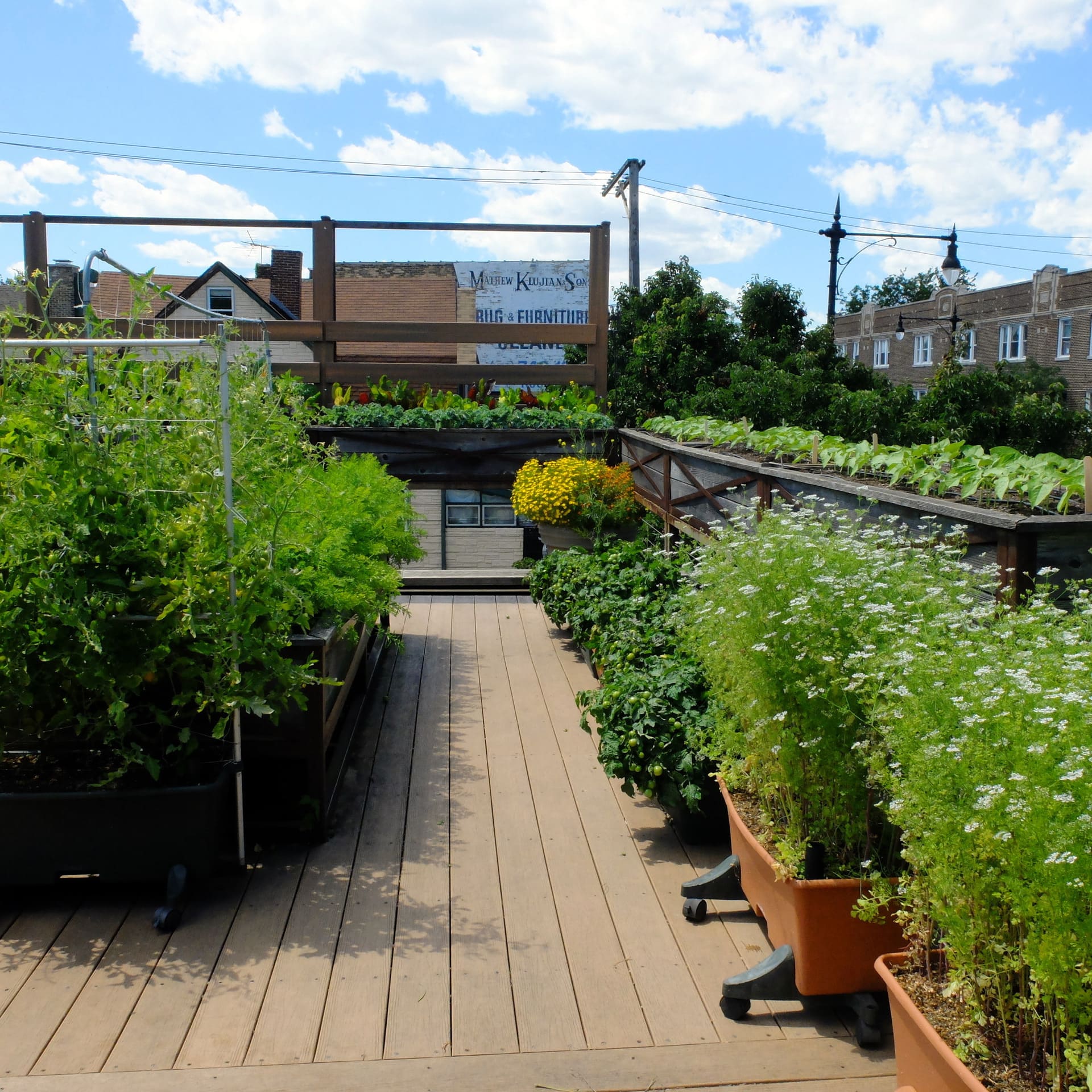 agriculture urbaine. culture sur les toits