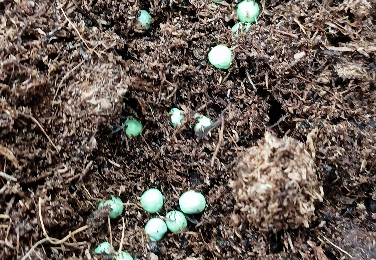 Photo de billes d'un engrais minéral visibles sur le dessus du substrat d'une plante en pot