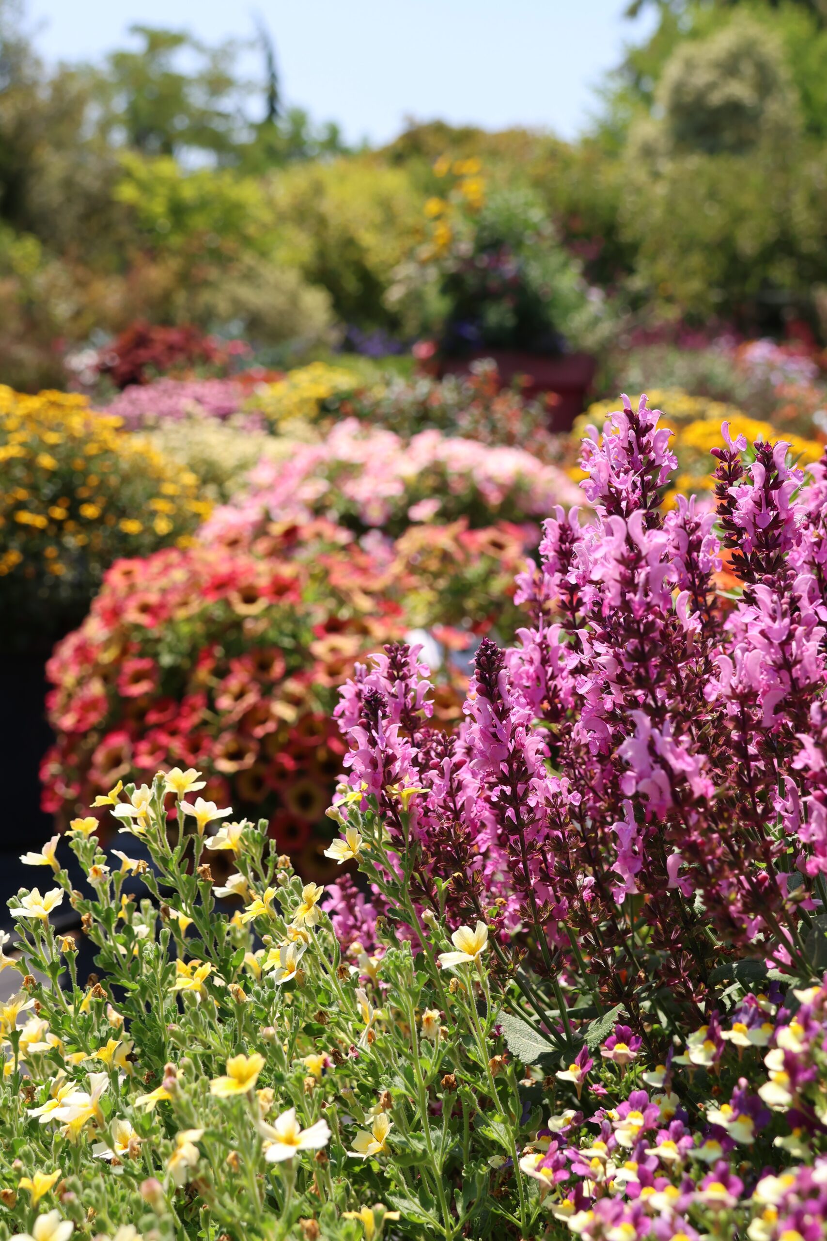 Photo de fleurs du jardin d'expérimentation d'ASO