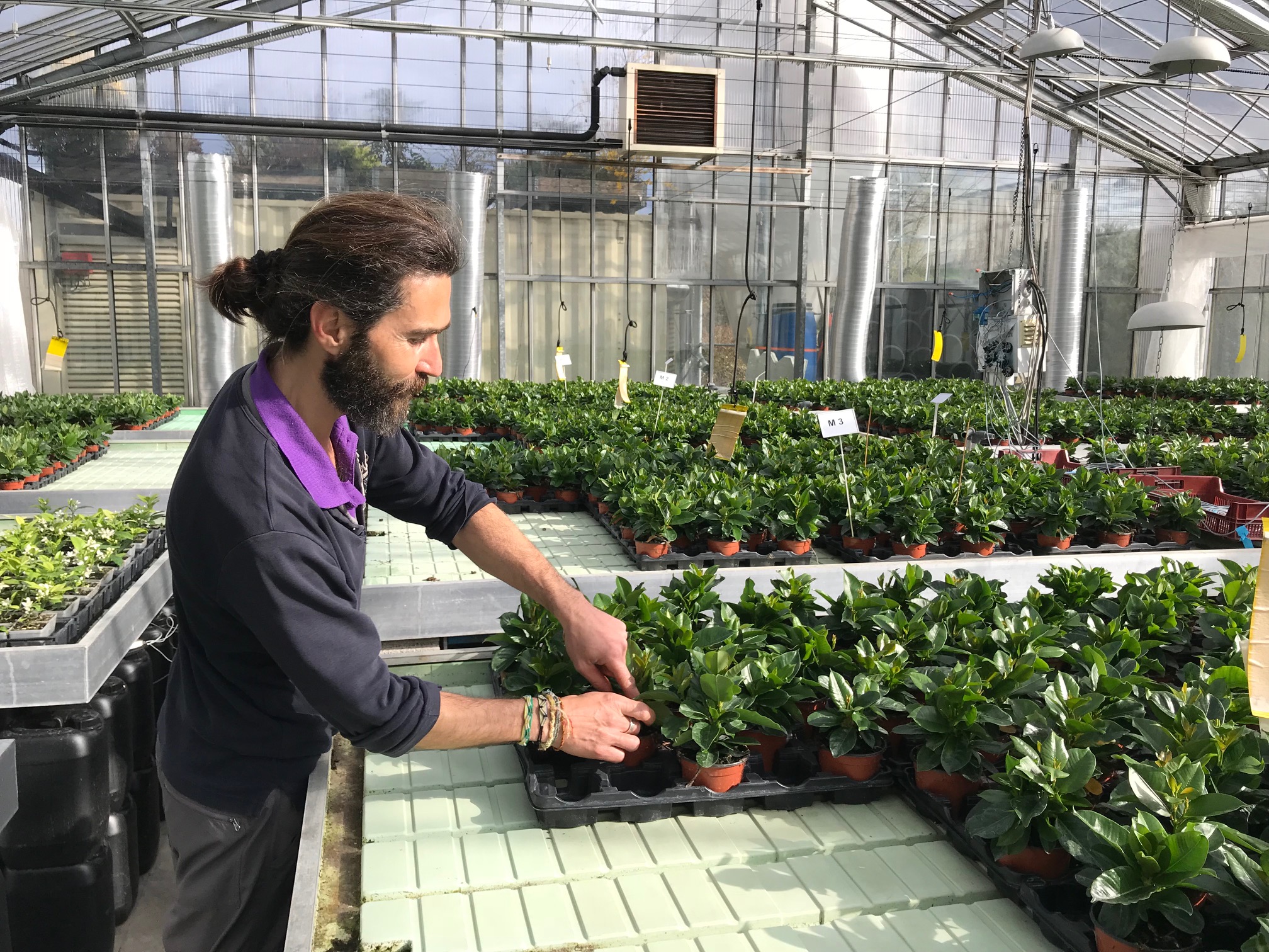 Manipulation dipladénia