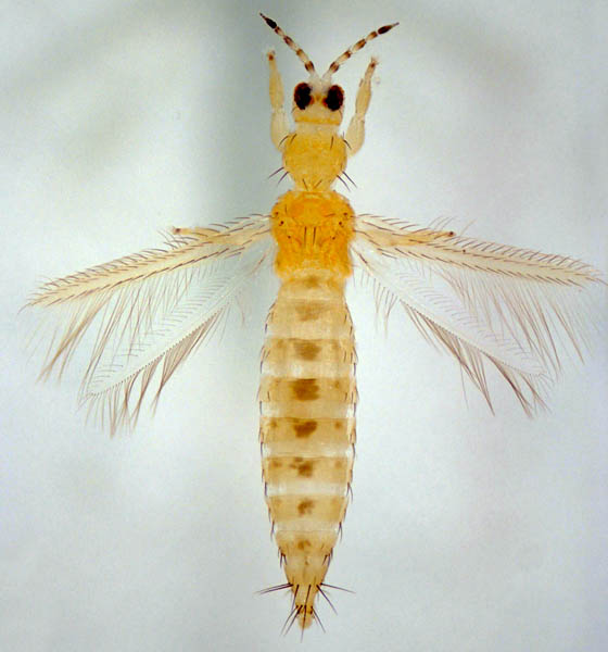 HEALTHI 2_Thrips californien - ©JACK T. REED/MISSISSIPPI STATE