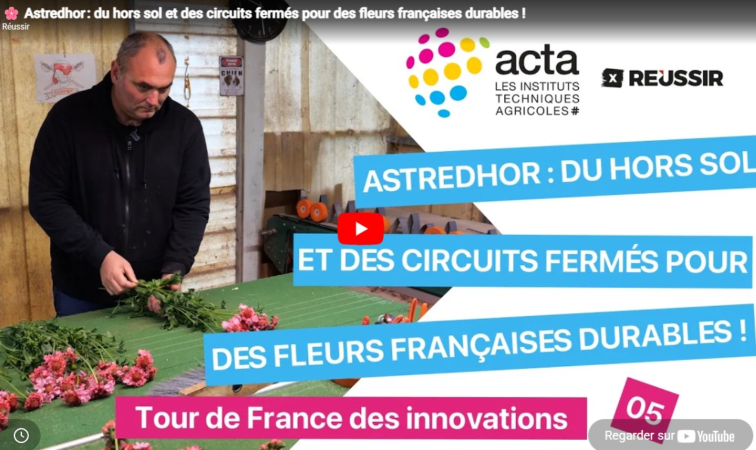 Fleur coupée - ACTA