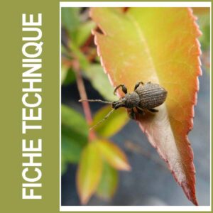 L'otiorhynque de la vigne : comment protéger les cultures ornementales ?