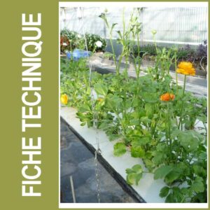 Produire des anémones - renoncules en circuit fermé hors sol et en protection intégrée permet d'atteindre l'optimum technique, économique et environnemental