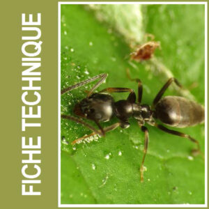 Les fourmis invasives Tapinoma, de nouveaux ravageurs des cultures
